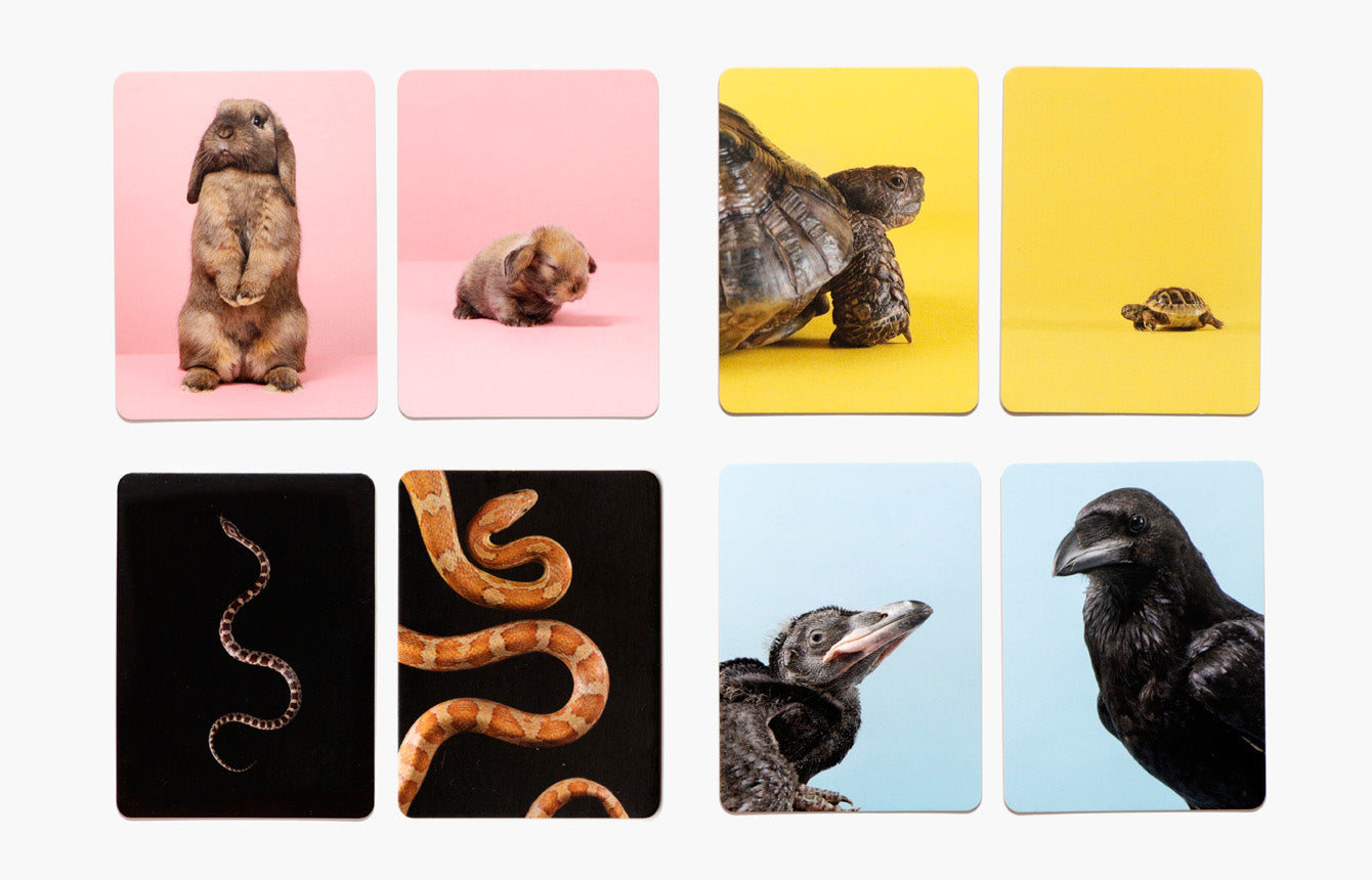 Memory- Tierbabys klein & groß