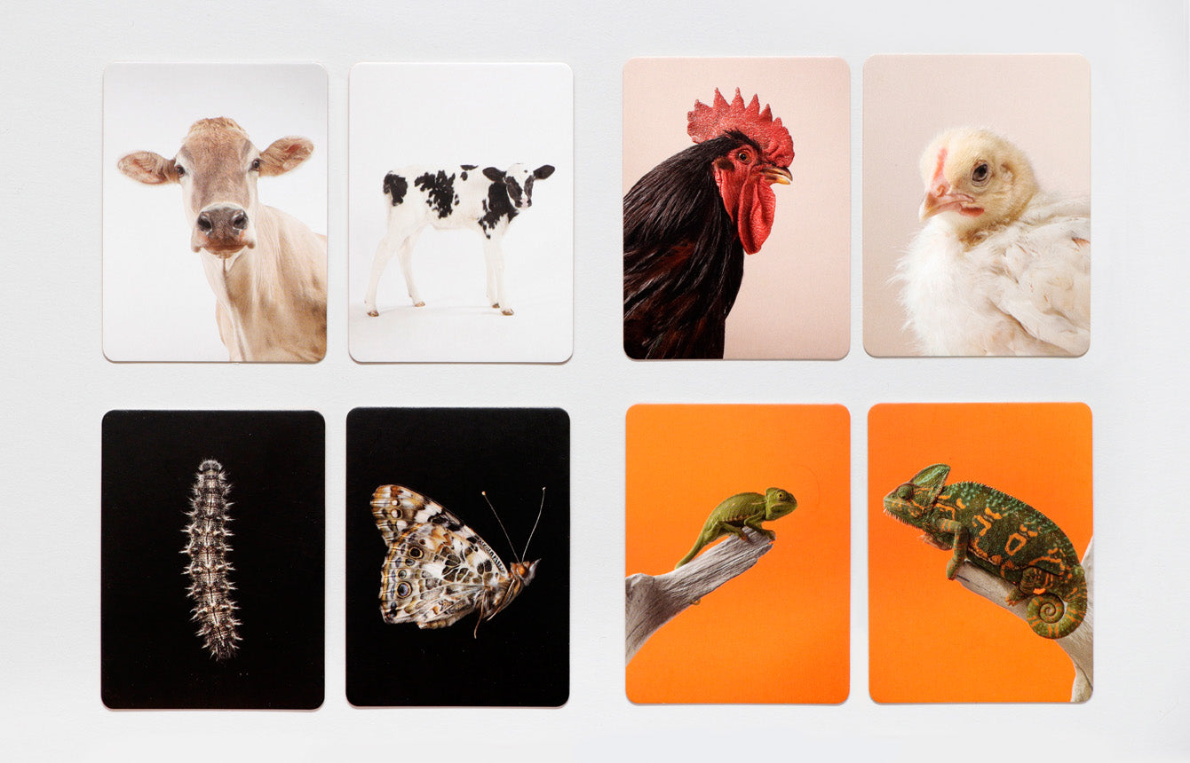 Memory- Tierbabys klein & groß