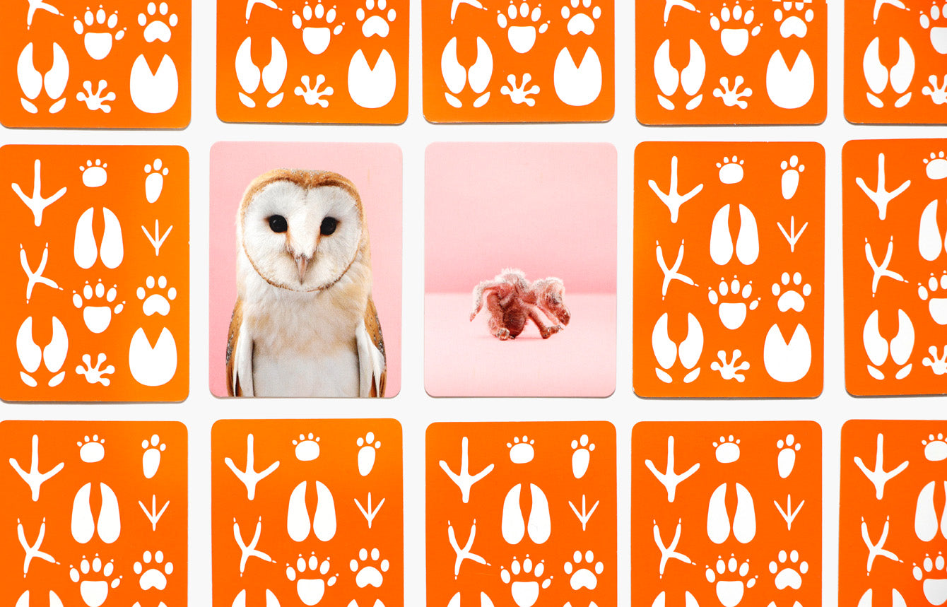 Memory- Tierbabys klein & groß