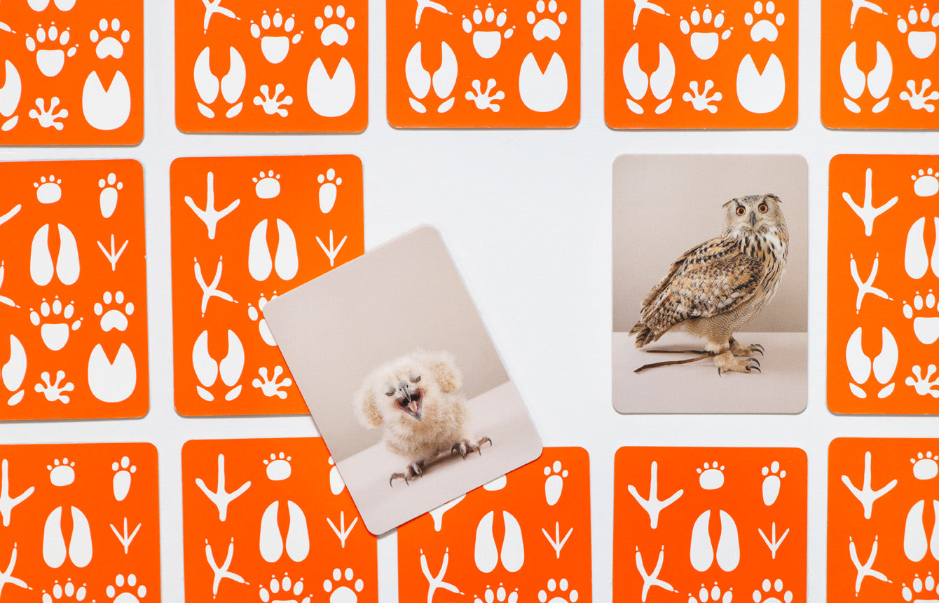 Memory- Tierbabys klein & groß